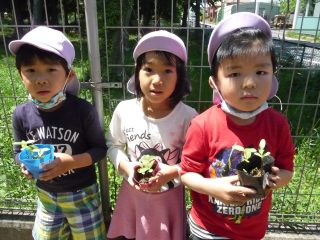 ひまわり組さんが「ひまわりの苗」を植えました