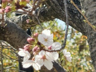 🌸春だ！桜だ！！お花見だ！！！🌸