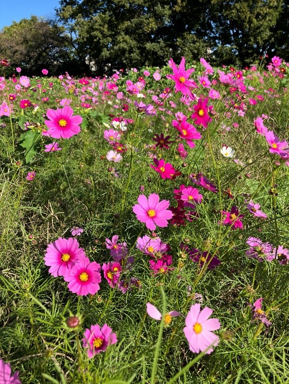 🌼コスモス散策🌼