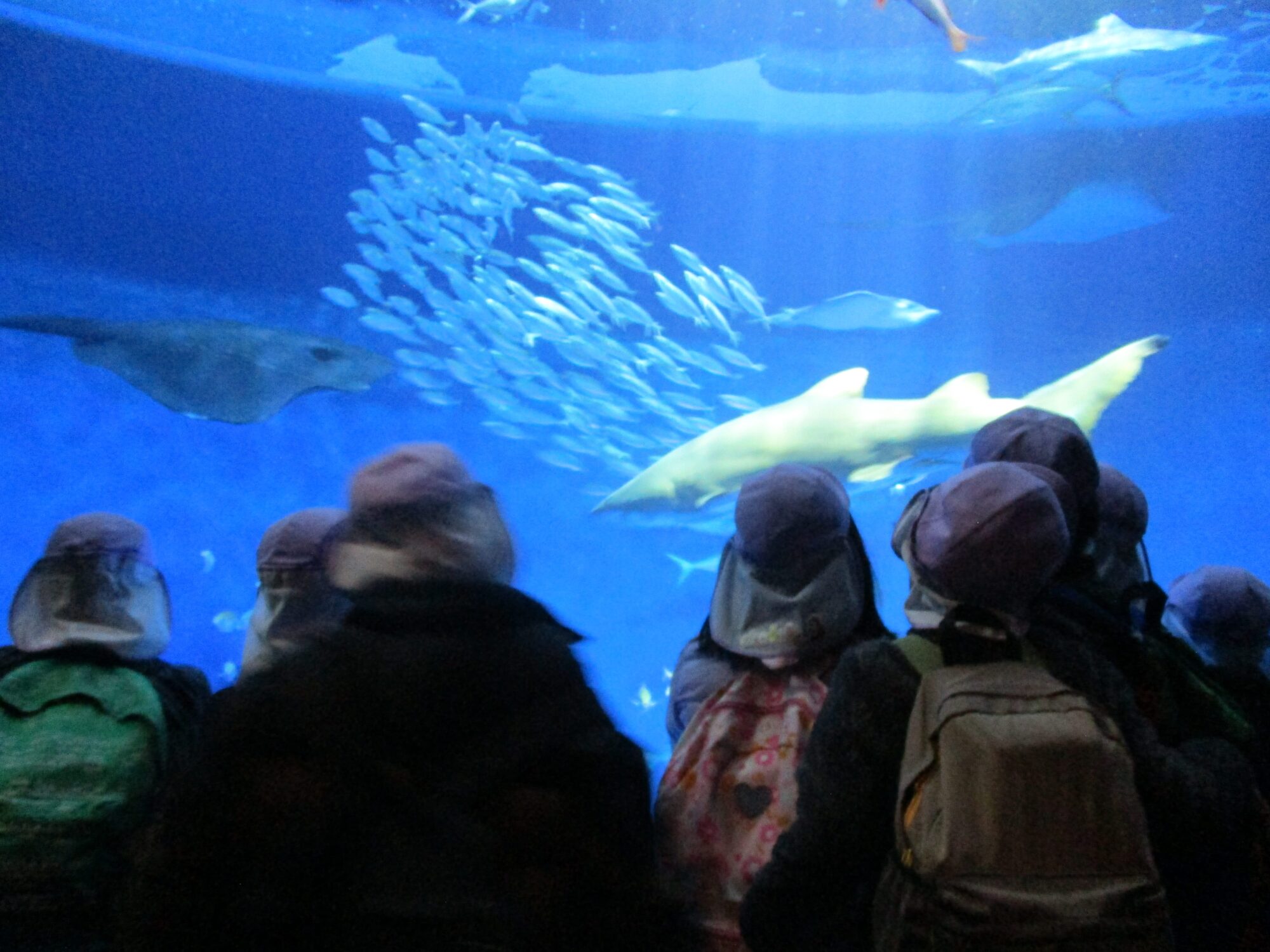 ふじ組★おわかれ遠足（須磨シーワールド）