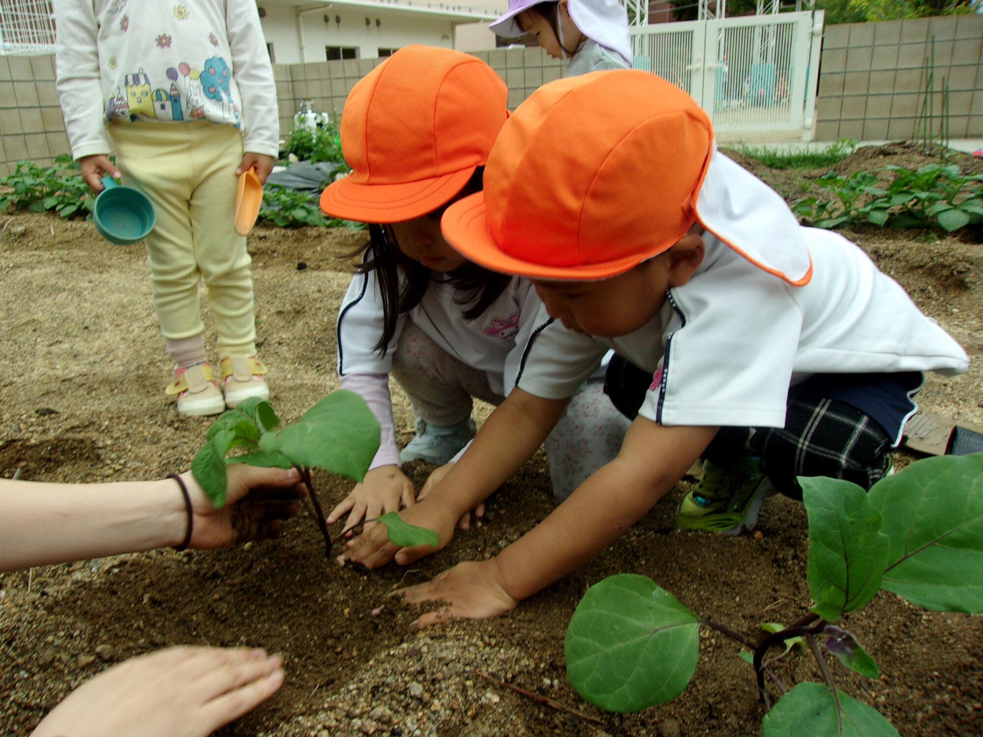 夏野菜を植えたよ