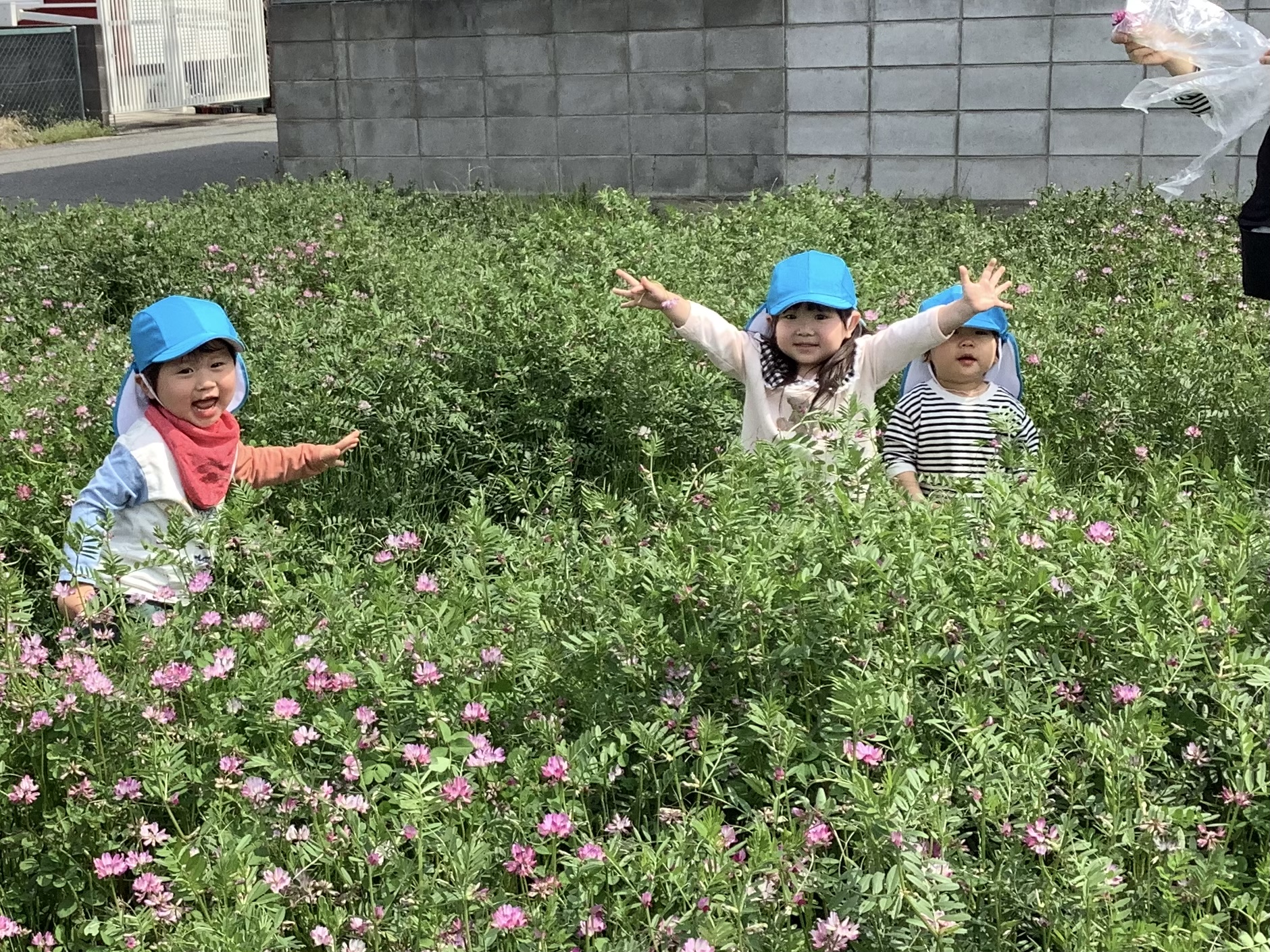 れんげ畑に遊びに行きました！