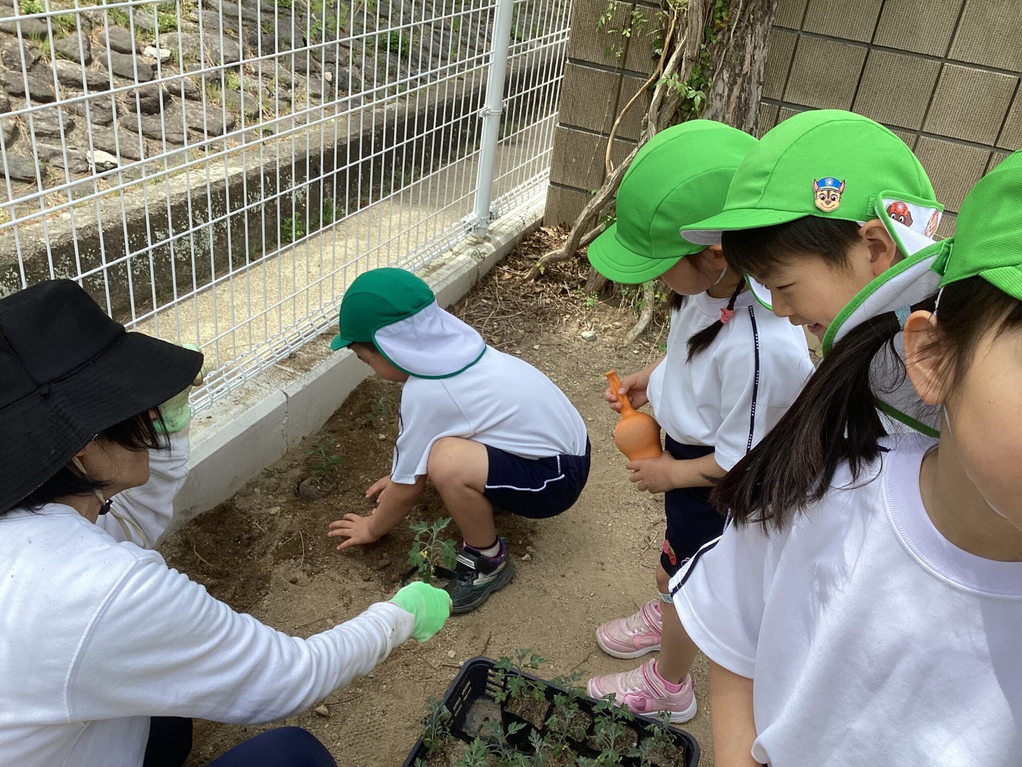 のじ菊を植えるお手伝いをしたよ