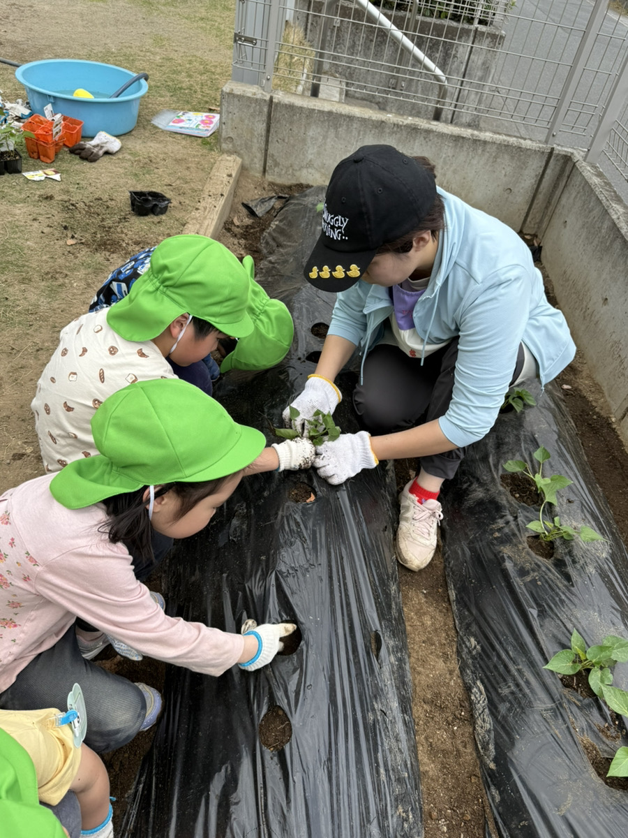 さつまいもの苗植え🍠