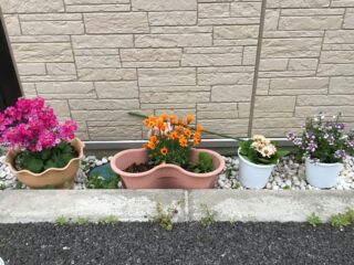 🌺園芸クラブ🥒🍆🍅