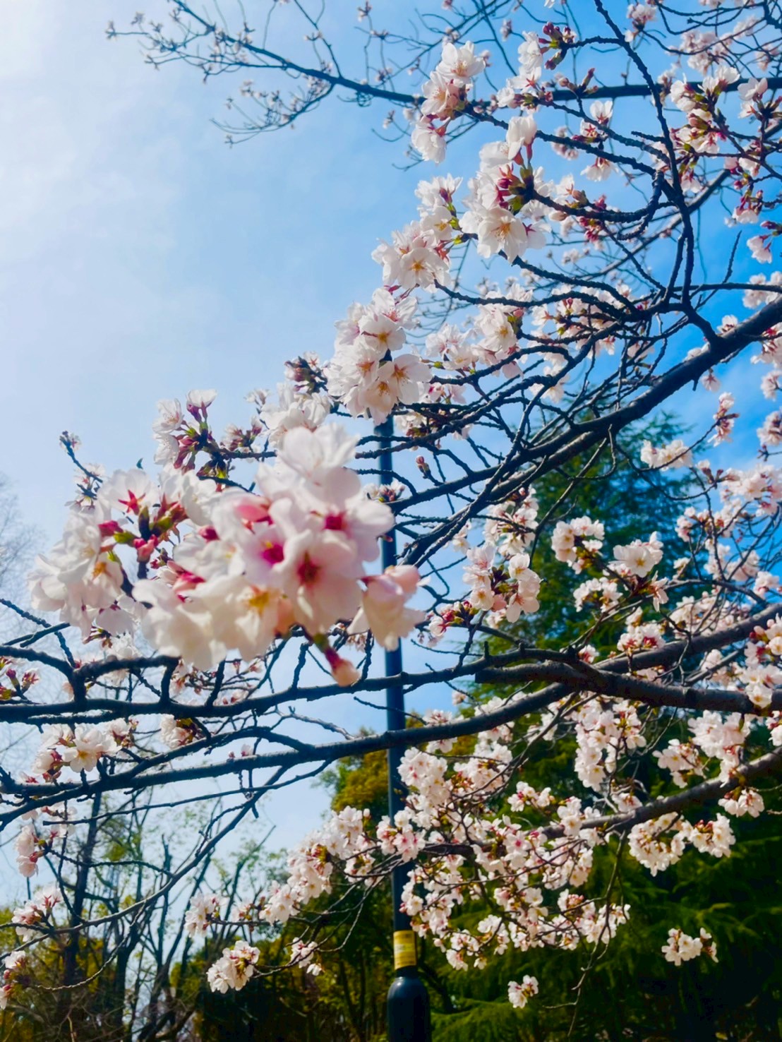 🌸春が来た　みんなで行くよ　お花見に🌸