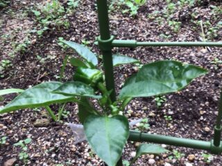 園芸クラブ🥒🍆🍅　活動報告🐝🌸