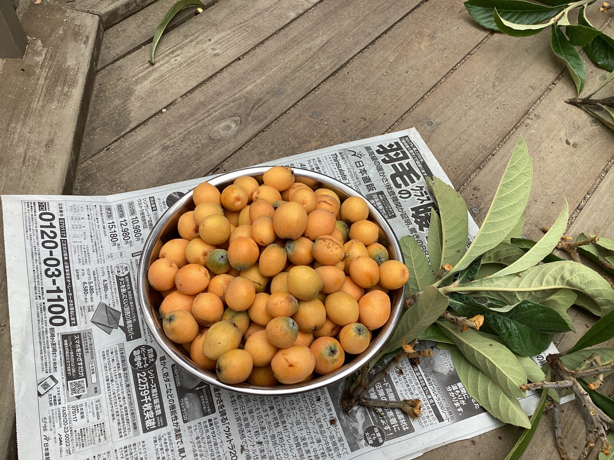 びわ狩りをしました😋
