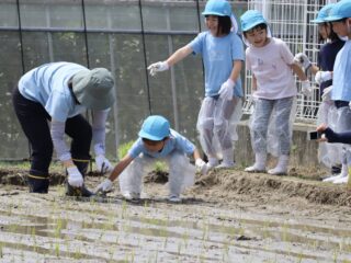 田植え体験