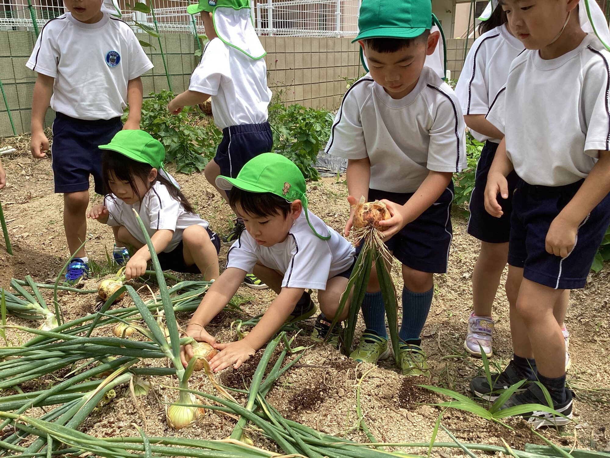 大東保育所のお友達と玉ねぎを収穫しました