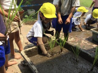 〜 小さな田んぼに田植えをしたよ 〜