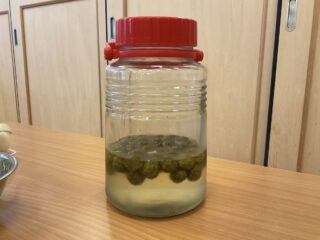 ぶどう組🍇梅ジュース完成しました!