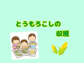 とうもろこしが取れたよ🌽