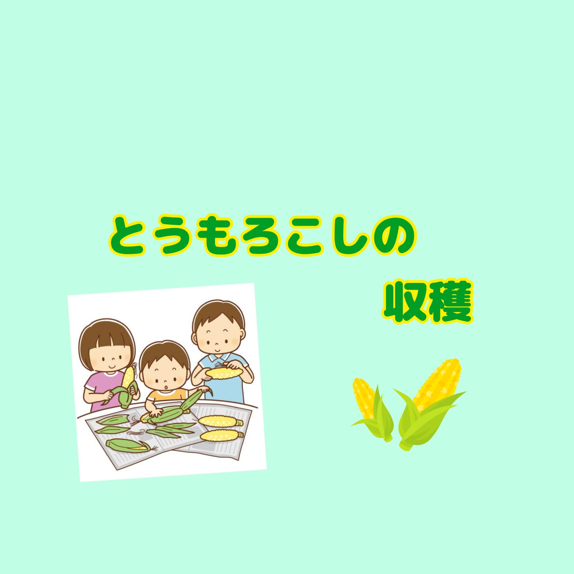 とうもろこしが取れたよ🌽