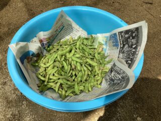枝豆（黒豆）を収穫して食べたよ！