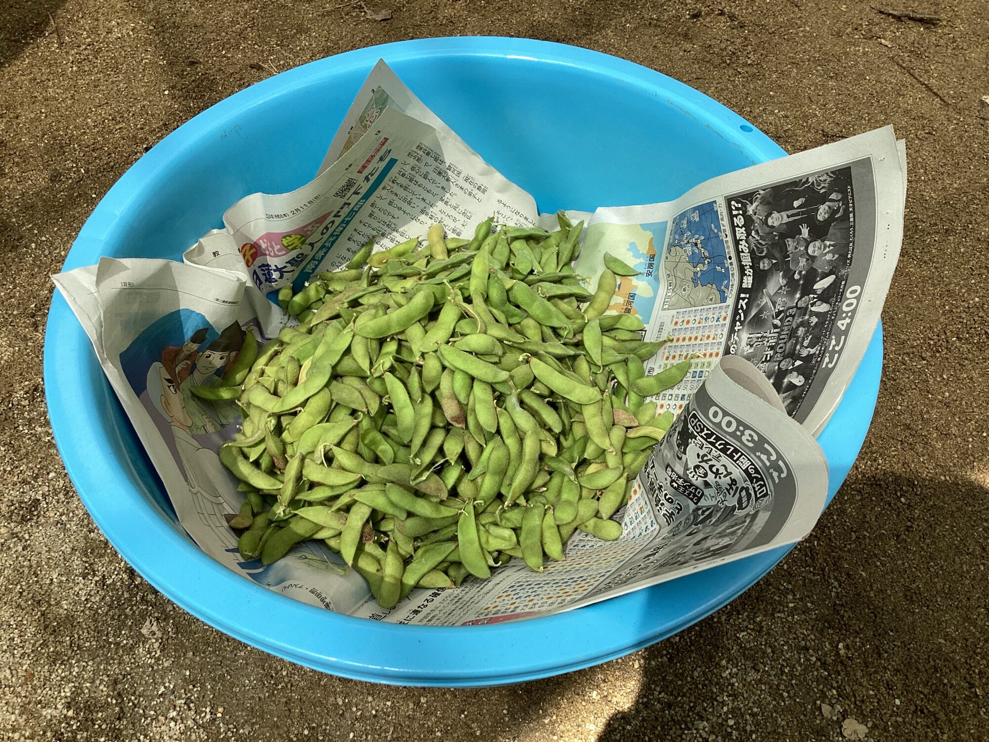 枝豆（黒豆）を収穫して食べたよ！