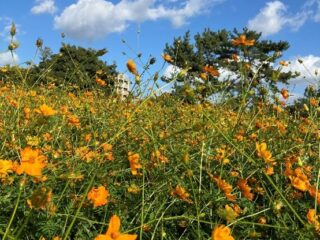 コスモス散策🌼