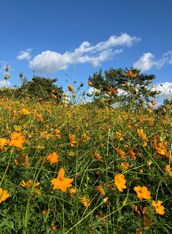 コスモス散策🌼