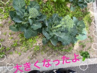 🥬大きくなりました🥬